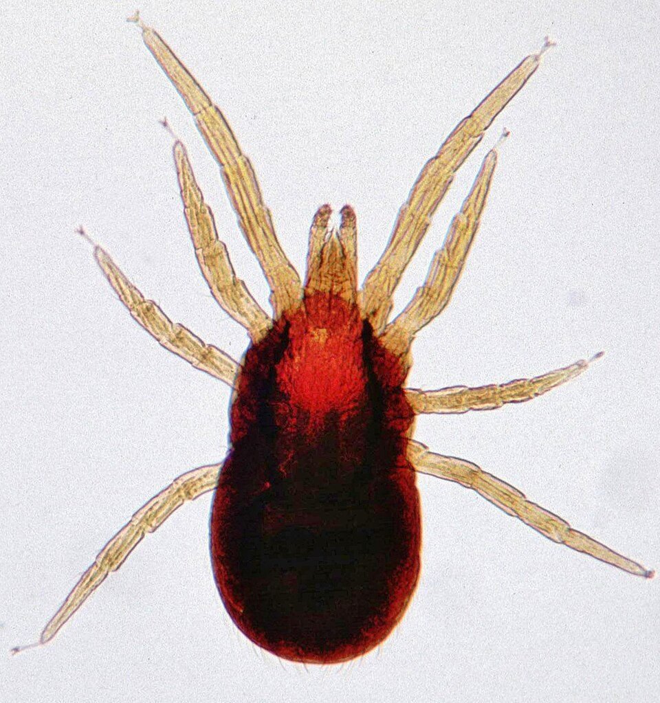 Chicken mite (Dermanyssus gallinae) seen from above under a microscope, with long legs and a dark red body