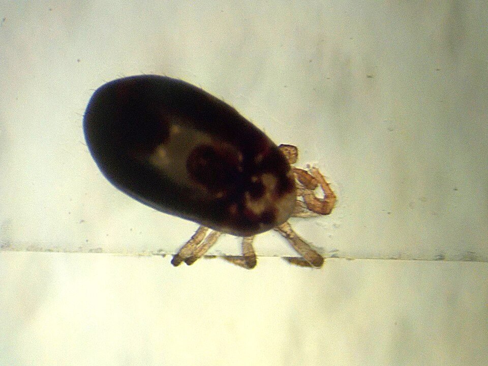 Dark engorged red chicken mite on a pale surface after feeding on a hen