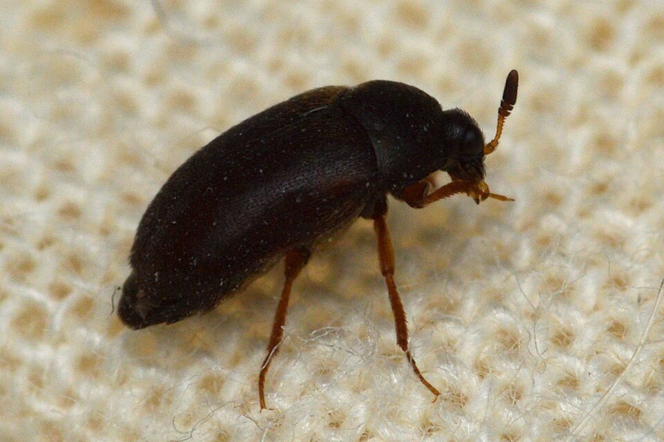 Black carpet beetle, a shiny black oval beetle with brownish legs, on a woven surface