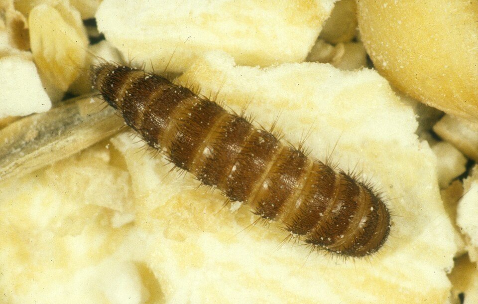 Black carpet beetle larva, a golden brown segmented carrot-shaped grub, on rolled oats