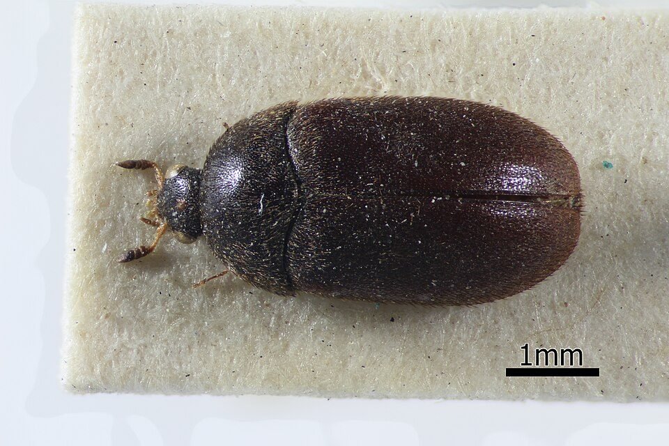 Black carpet beetle adult on a card with a one millimetre scale bar