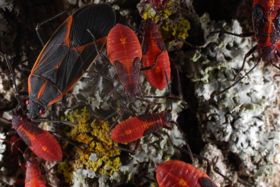 Adult boxelder bug beside red boxelder bug nymphs of several sizes