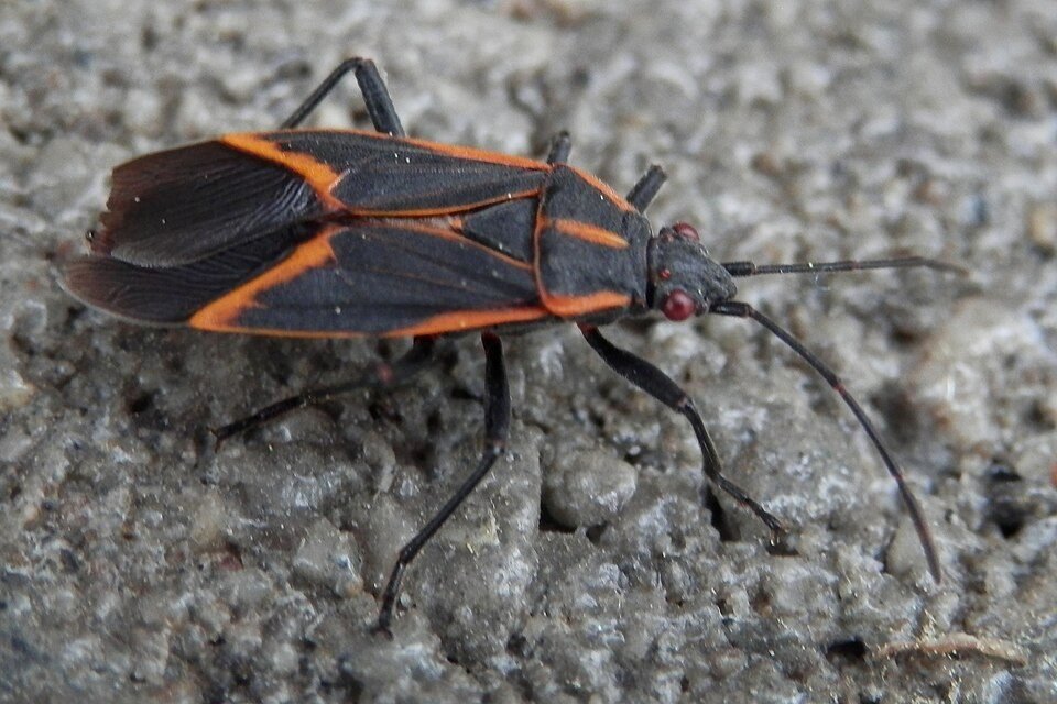 Adult eastern boxelder bug on concrete showing a black body with red-orange wing edging, photographed in Kitchener, Ontario