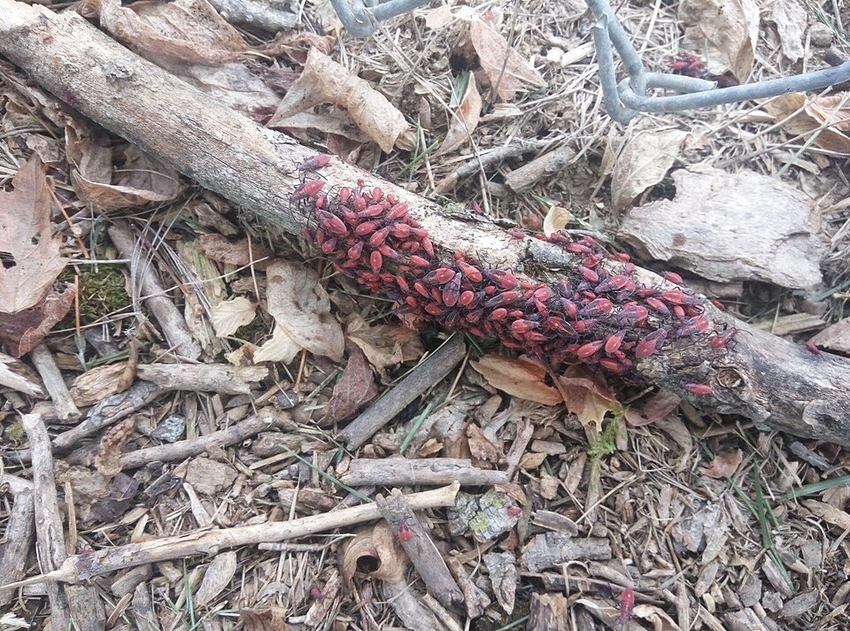 Group of red boxelder bug nymphs gathered together on a fallen branch