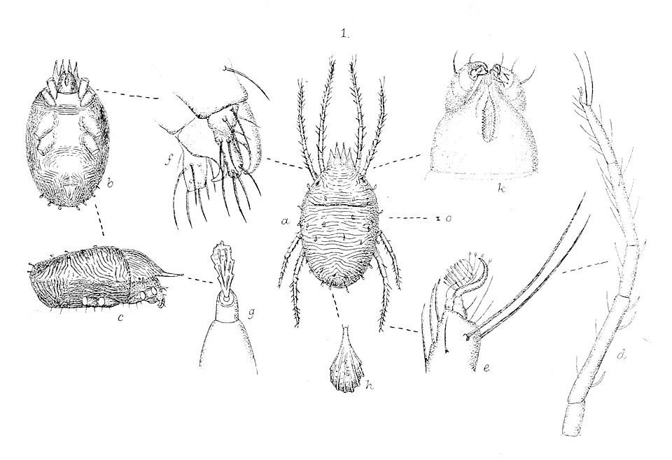 Old scientific line drawing of a clover mite showing the body from above and below and the long front legs