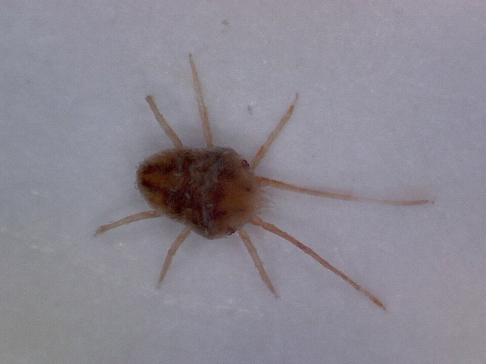 Clover mite under a microscope showing a rounded brown body and very long front legs