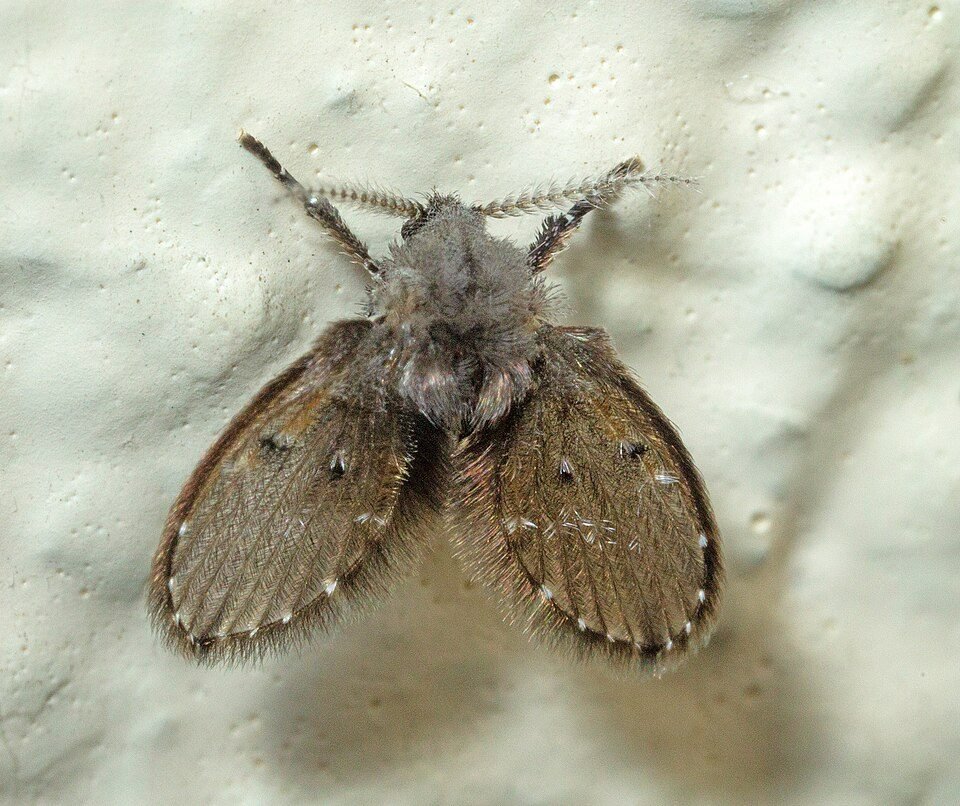 Drain fly (Psychoda alternata) with fuzzy body and hairy wings resting on a white wall