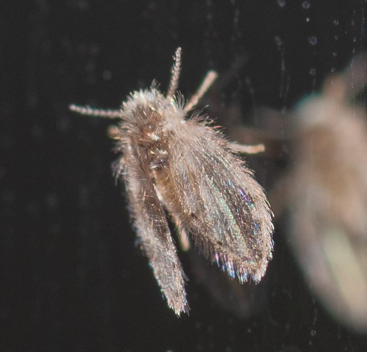 Drain fly seen from above against a dark background showing hairy wings and antennae