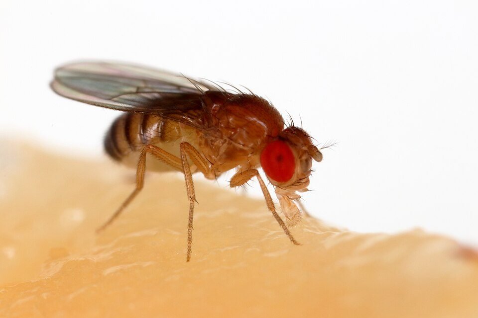 Fruit fly with red eyes feeding on a piece of fruit