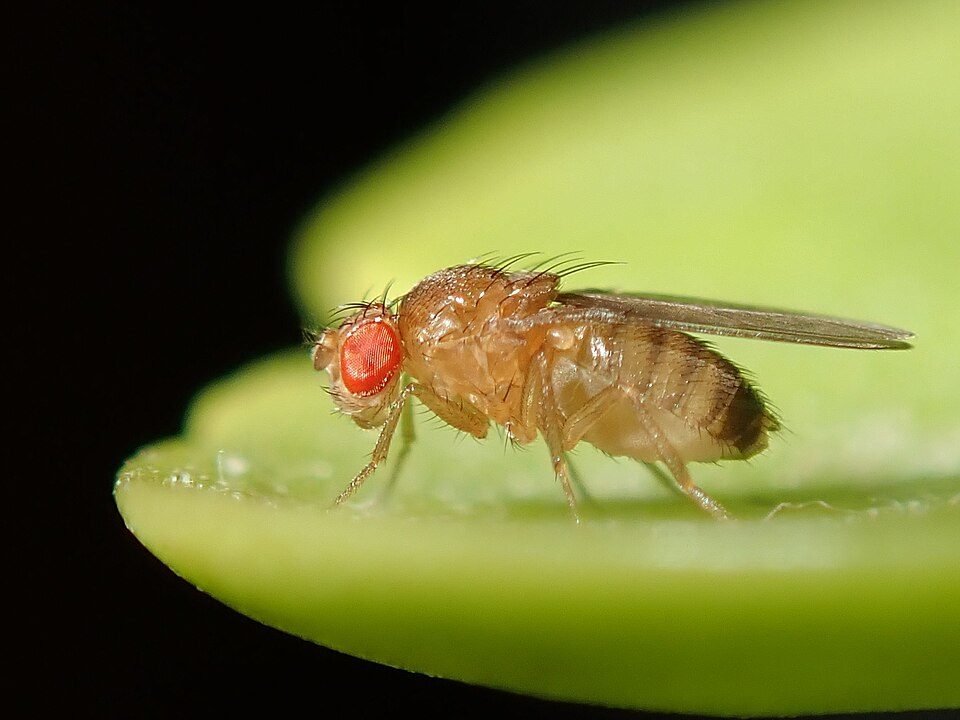 Common fruit fly with red eyes and a brown body on the edge of a green leaf