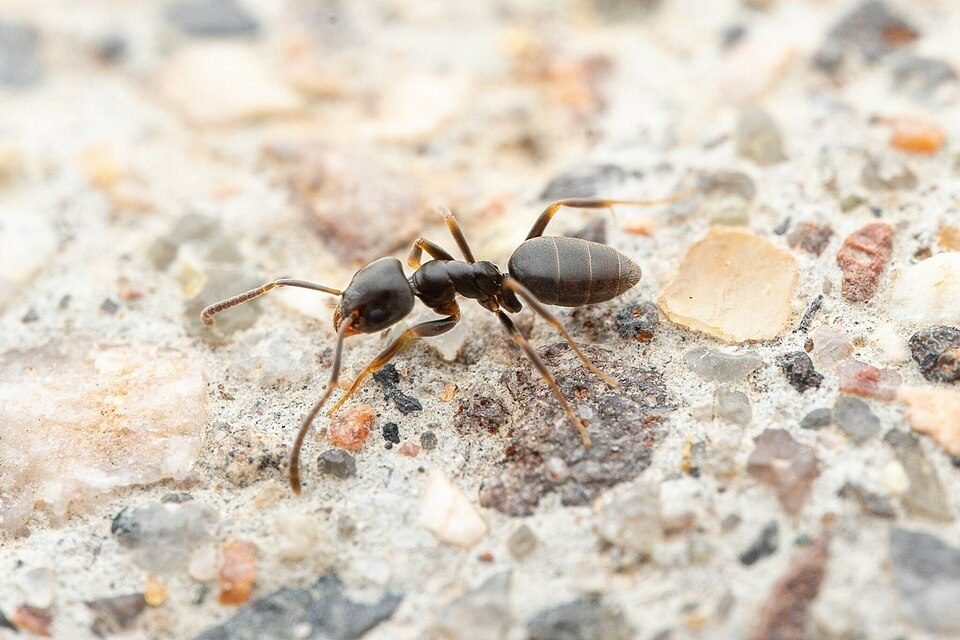 A dark brown ant standing on speckled concrete