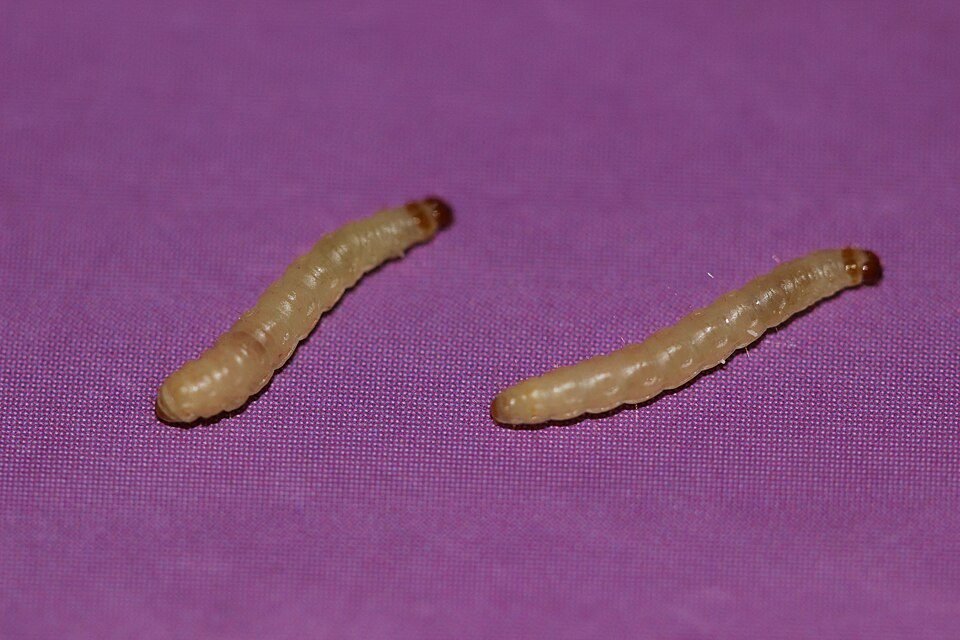 Two creamy white Indian meal moth larvae with brown heads on a purple background