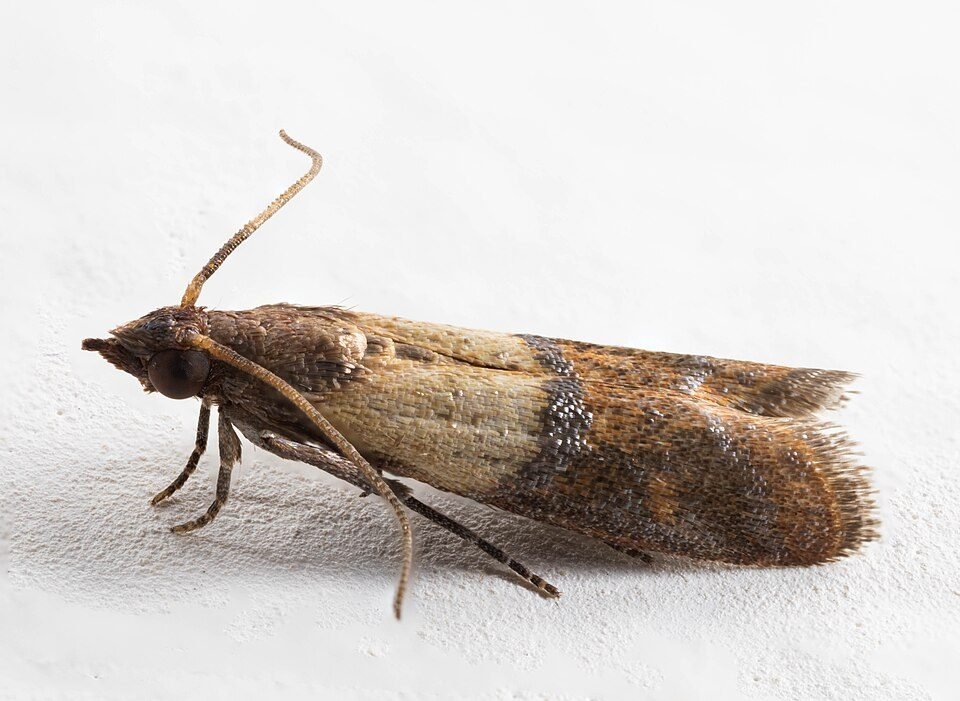 Indian meal moth resting on a white surface with two-toned brown and tan wings