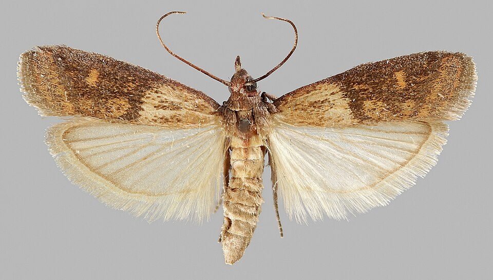 Female Indian meal moth with wings spread showing the two-toned wing pattern