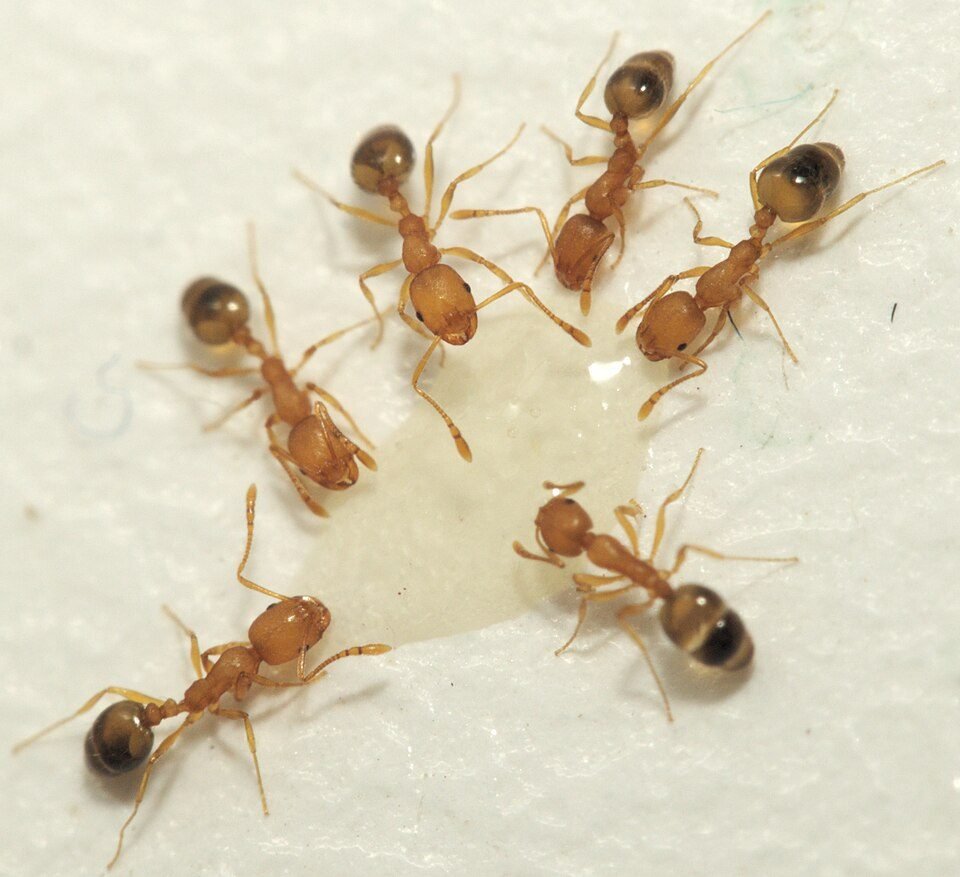 Six small yellow-brown pharaoh ants feeding together on a droplet of food on a pale surface