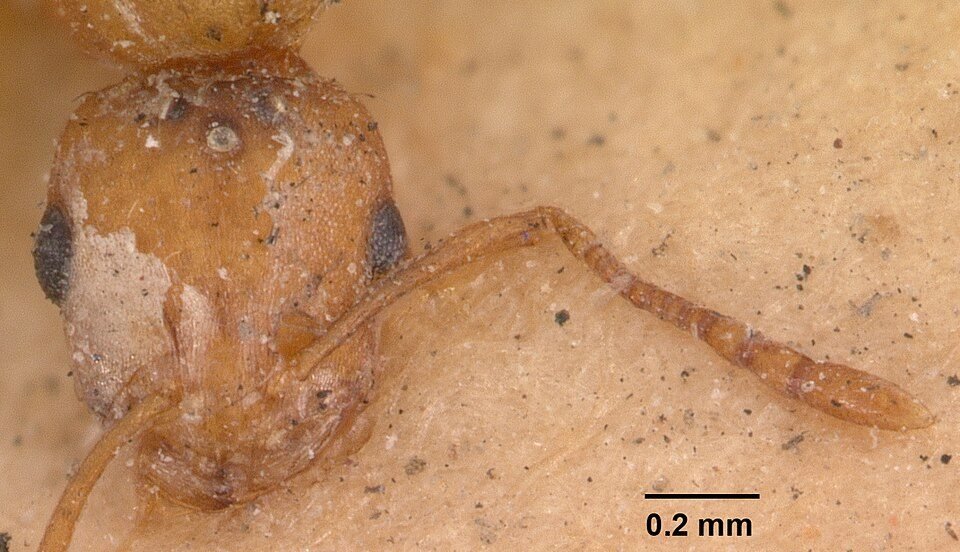 Front view of the head of a pharaoh ant showing small eyes and antennae with a three-segmented club