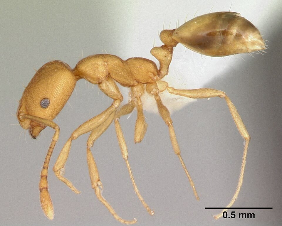 Side view of a pharaoh ant worker, a pale yellow-brown ant with a two-segmented waist and a darker abdomen