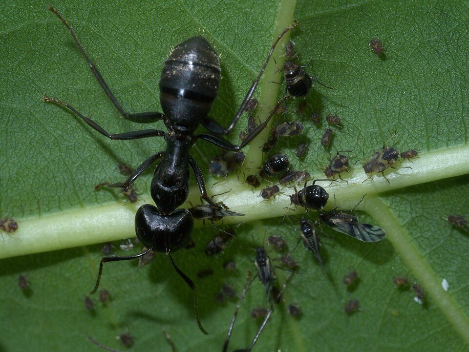 Carpenter ant tending aphids on a green leaf