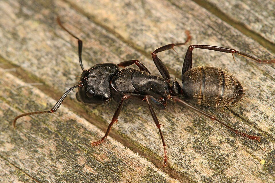 Eastern black carpet ant on a weathered wooden surface