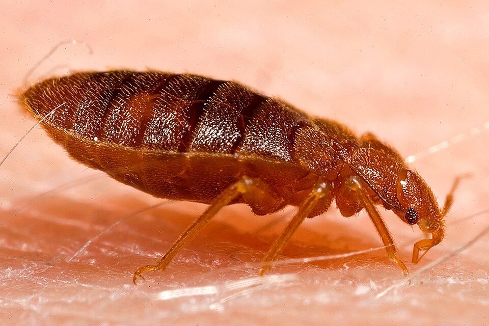 Adult bed bug, a flat reddish-brown oval insect, seen from the side on human skin
