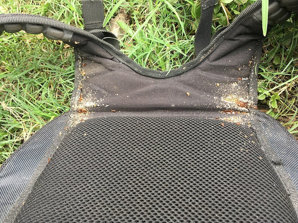 Bed bugs and their eggs in the seam of a fabric backpack strap