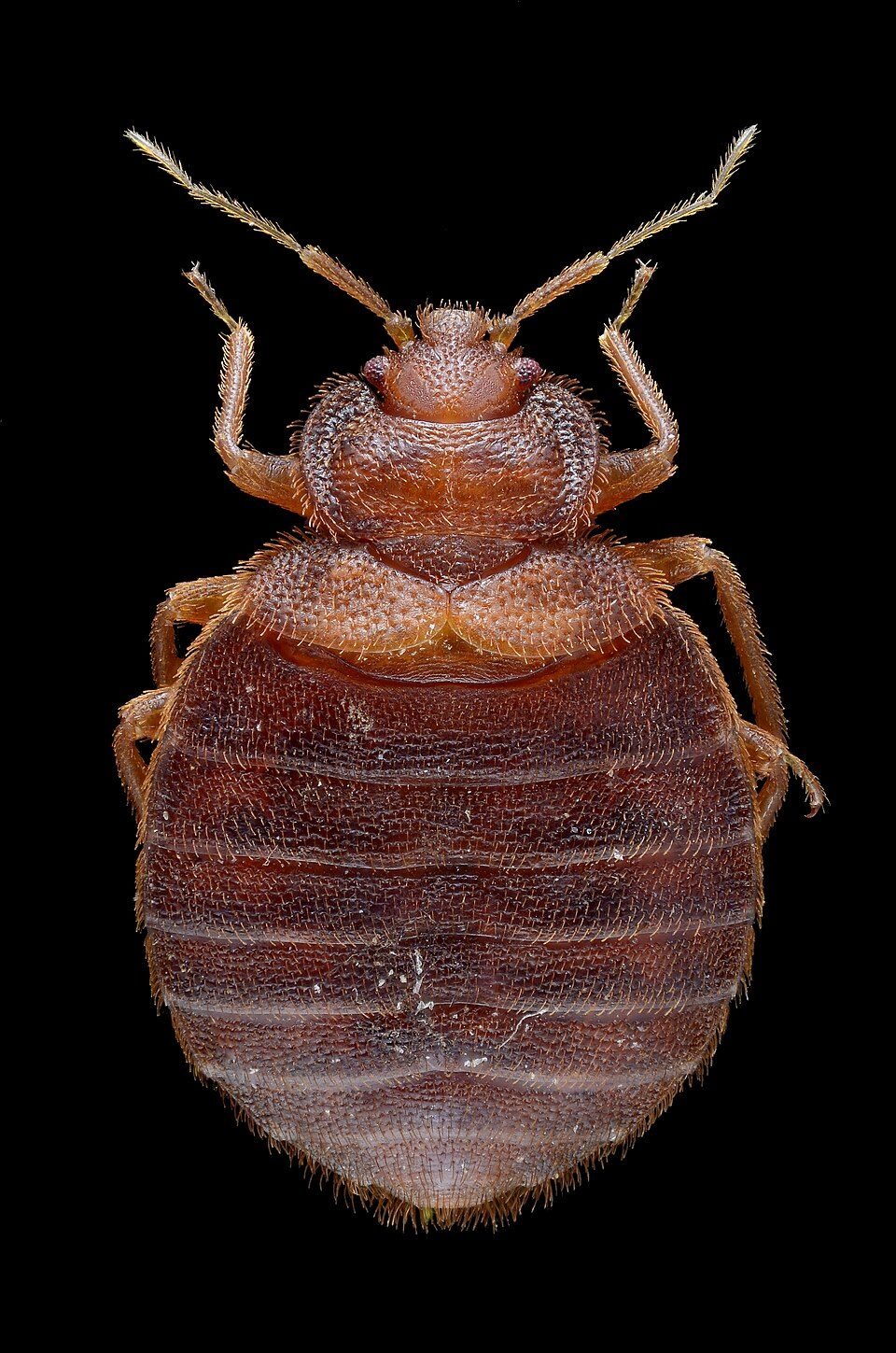 Adult female bed bug seen from above, a flat brown oval insect with six legs