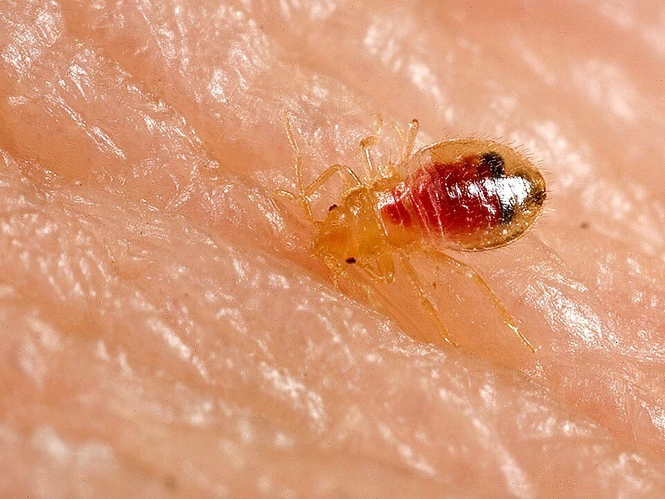 Young bed bug nymph feeding on skin, with a translucent body and a red blood meal visible