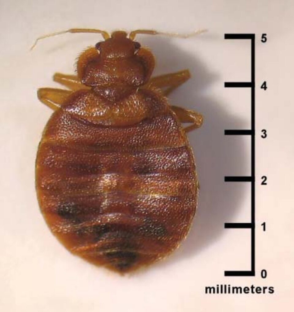Adult bed bug beside a millimetre scale bar showing it is about five millimetres long