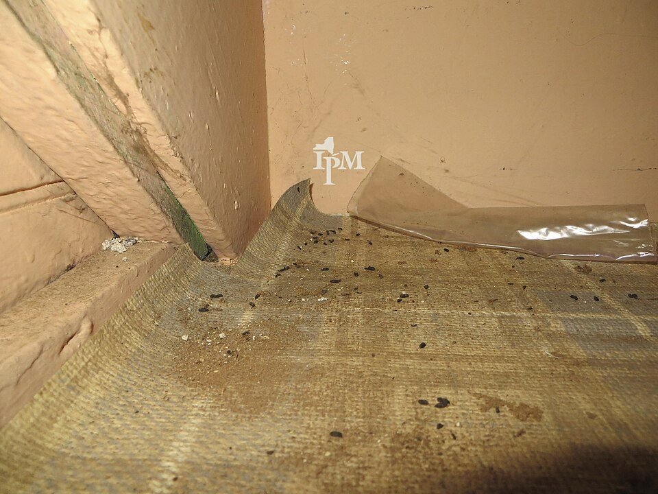 Small dark mouse droppings scattered in the corner of a cupboard