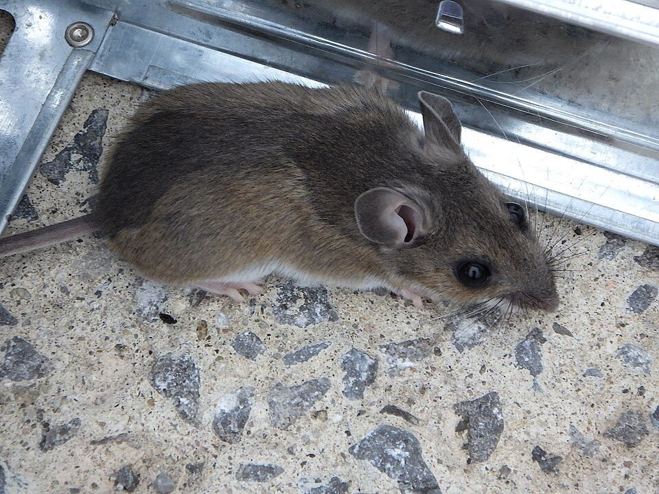 A deer mouse on a concrete floor, with a brown back, white belly and large ears