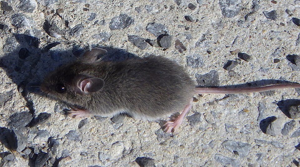A house mouse on a concrete floor in Ottawa, Ontario
