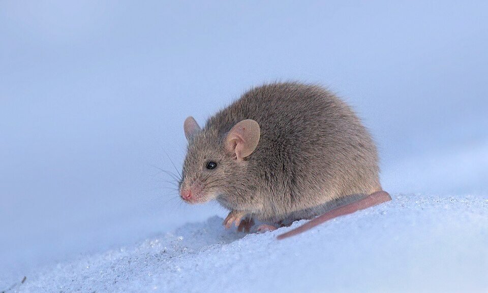 A small brown house mouse sitting on snow