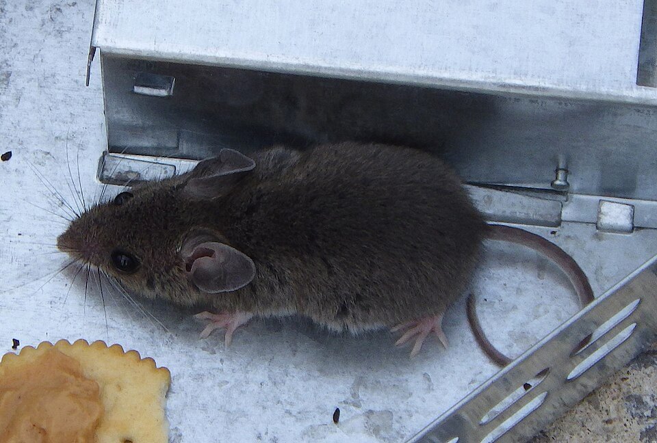A small gray house mouse beside a metal trap on a pale floor