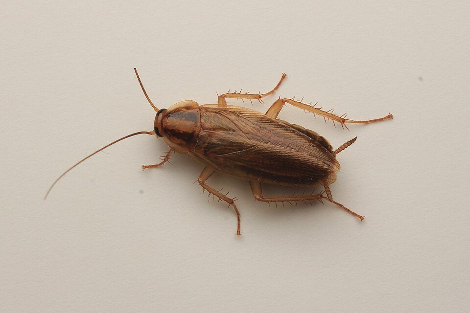 German cockroach adult on a plain pale background showing the dark markings behind the head, the long antennae and spiny legs