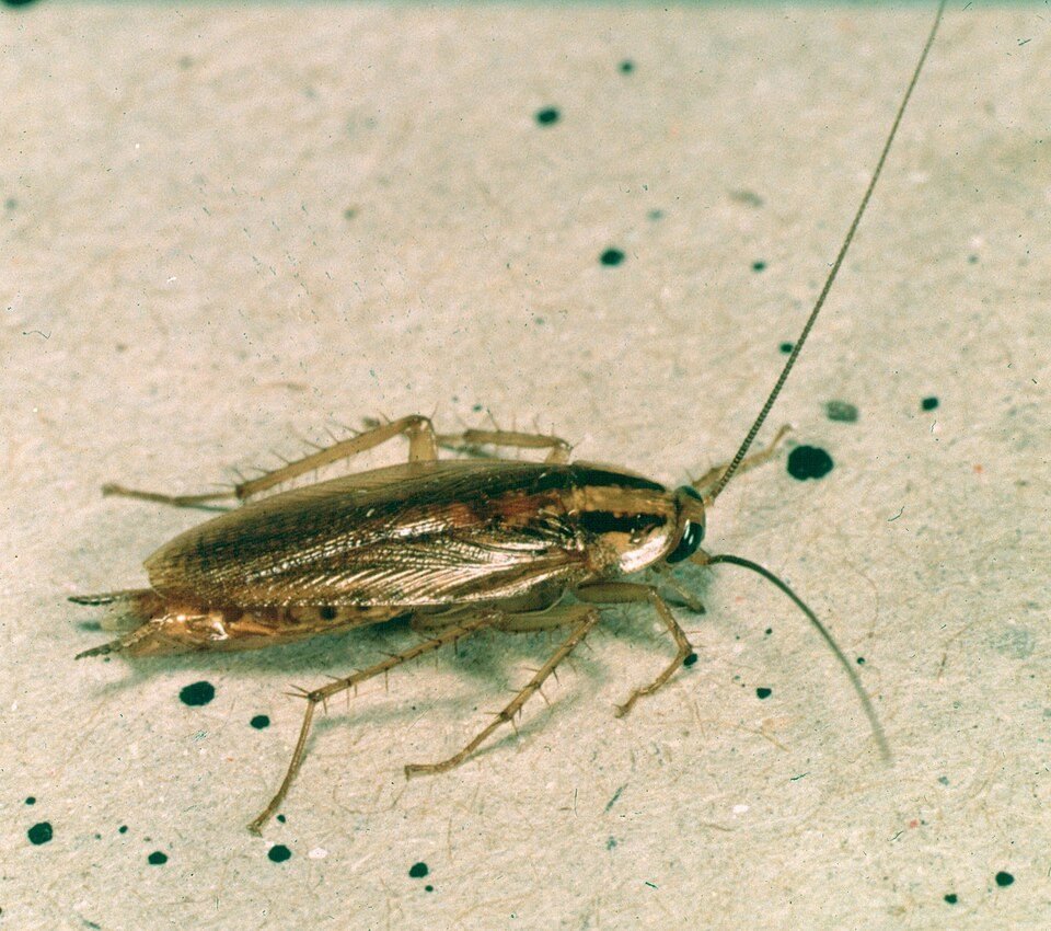 German cockroach, a light brown insect with two dark stripes behind the head