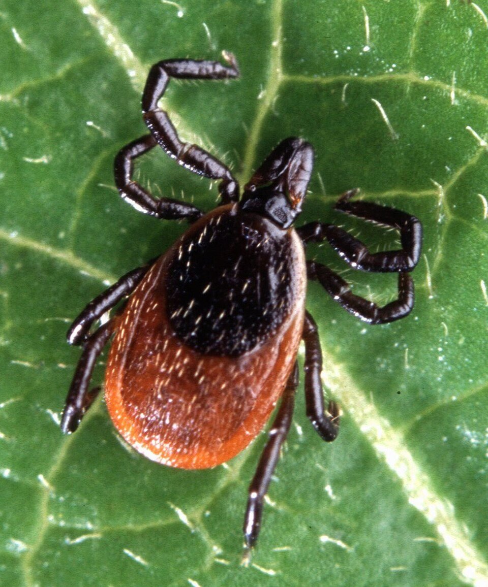 Adult blacklegged tick on a green leaf, with a dark back and orange-red body