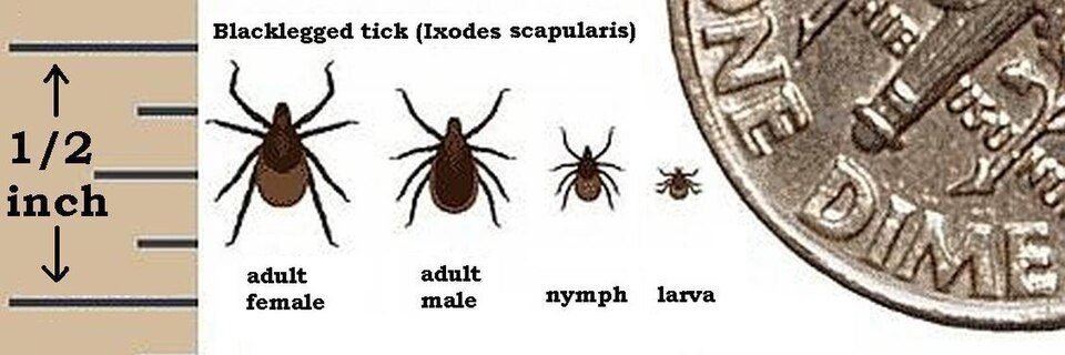 Chart showing blacklegged tick adult female, adult male, nymph and larva next to a dime
