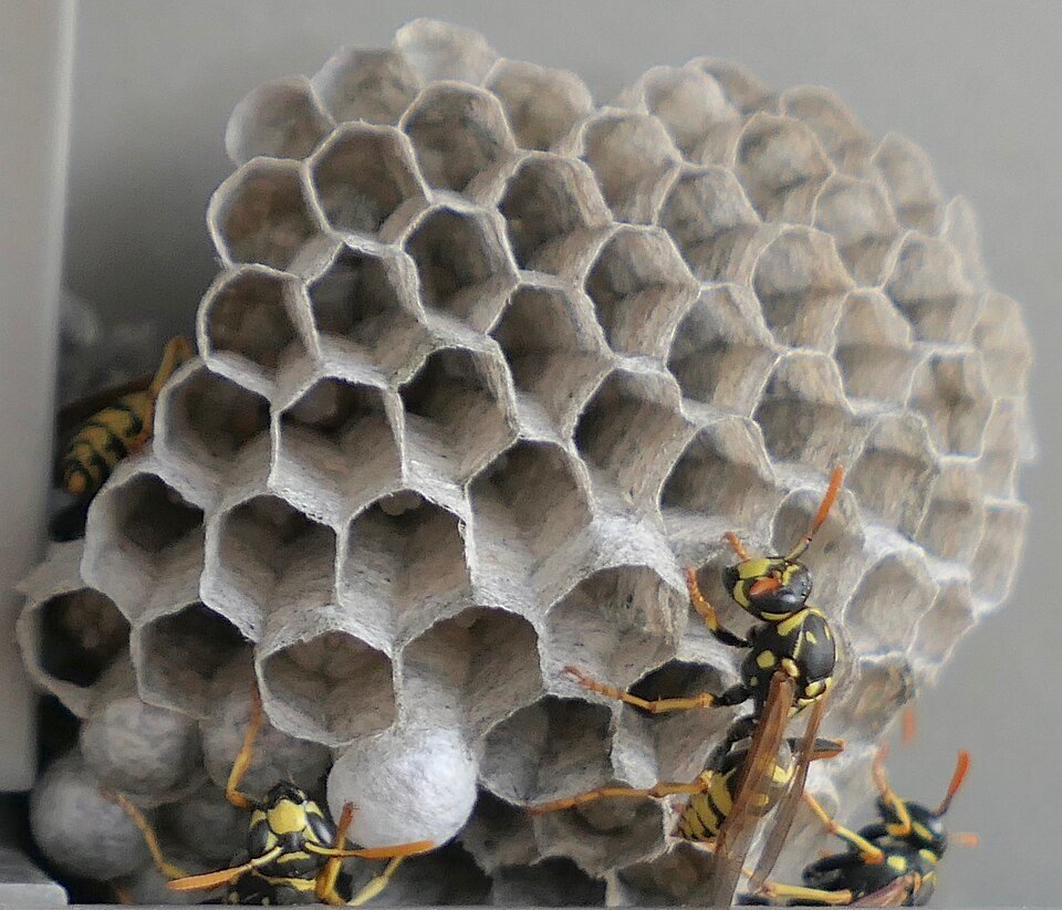 Paper wasps on an open honeycomb nest in late June