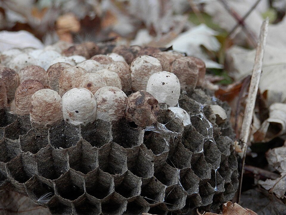 Umbrella-shaped paper wasp nest with open cells and pale caps
