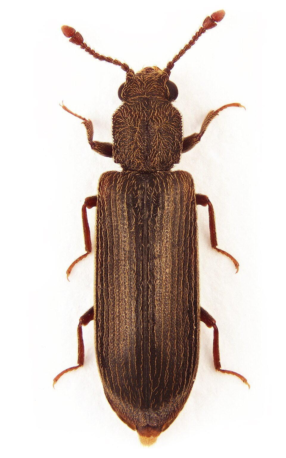 Powderpost beetle seen from above, a slender brown elongated beetle