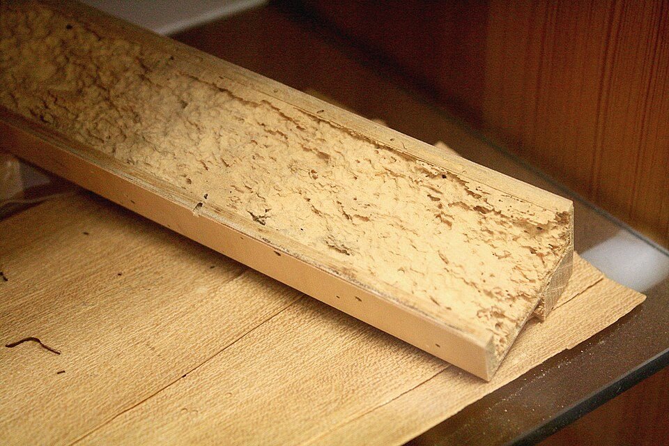 Piece of wood tunnelled and reduced to powder by powderpost beetle larvae