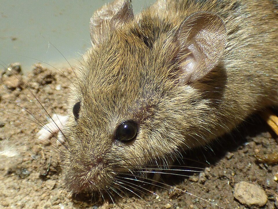 Close-up of a house mouse face on the ground